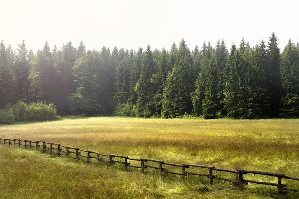 Diagonal horse fence with a forest in background in hazy sun. Lo