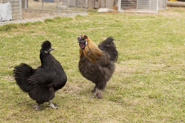Silky breed of chicken, hen and rooster