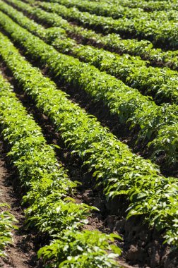 Yeşil patates çalılar çapraz ham