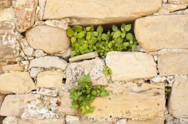 Eski tuğla duvarda yeşil bitkilerle dolu tuğla eksik sonra Delik