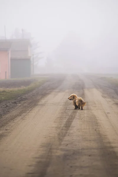 Маленький Собака Йде Дорозі Туман — стокове фото