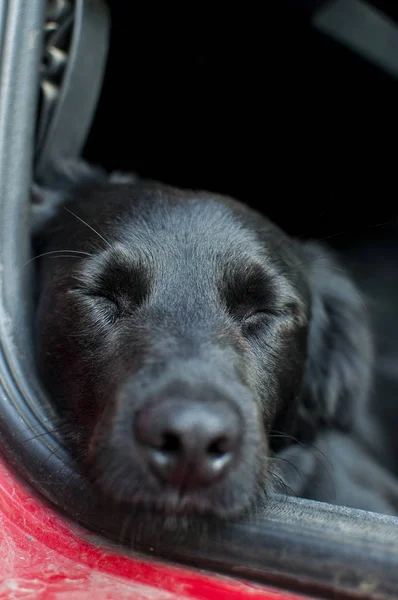 Black dog resting on a car floor with his eyes closed. Captured