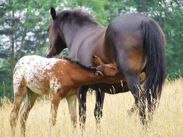 Veulen Voeden Zich Met Merrie Moederschap Mooie Foto Van Paardenliefde — Stockfoto