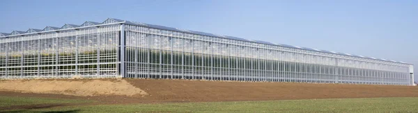 Landwirtschaft Tomaten Gewächshaus — Stockfoto