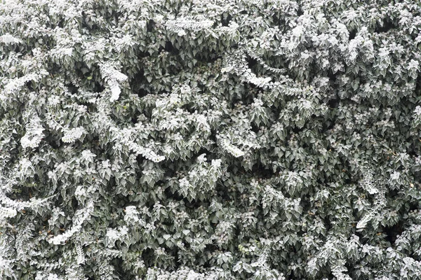 在覆盖着冰霜的墙上形成冬季背景的常春藤 — 图库照片