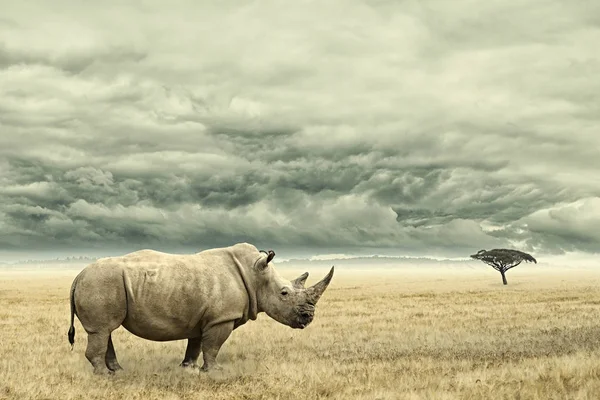 Nashorn steht in trockener afrikanischer Savanne mit schweren, dramatischen Wolken über — Stockfoto