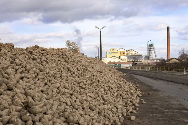 Vrbatky Чехії 11 листопада 2017 цукор нафтопереробний завод з цукрового буряку. Читає "цукровий завод" в Чехії — стокове фото