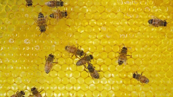 Пчелы Сотах Рой Пчел — стоковое фото