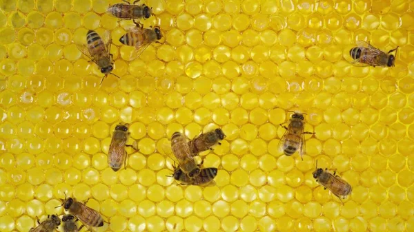 Bees Honeycomb Swarm Bees — Stock Photo, Image