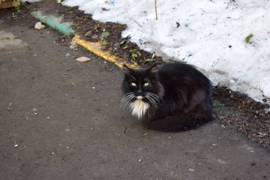 kedi ve balık hayvanı