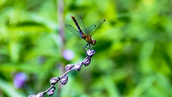 Dragonfly Twig Blurred Green Background — 스톡 사진