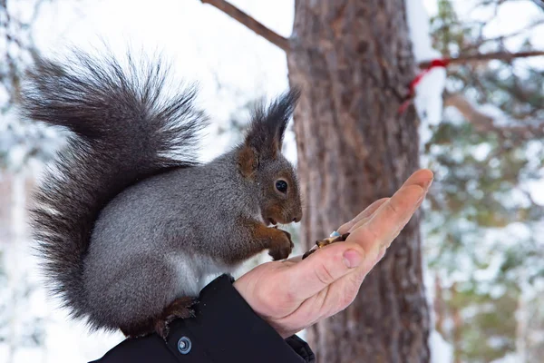 Squirrel Hand Eating Nuts — Stock Photo, Image