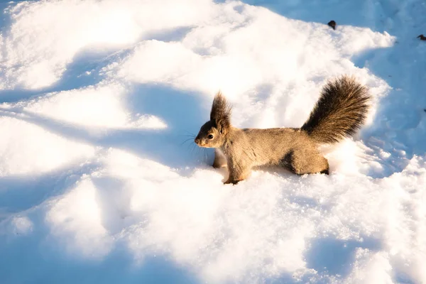 Rojo Divertido Ardilla Nieve — Foto de Stock