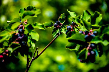 Saskatoon böğürtlenleri dalda olgunlaşmış, arka planda bulanık.