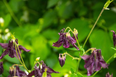 Bulanık arkaplanda bir çanın yakın plan görüntüsü