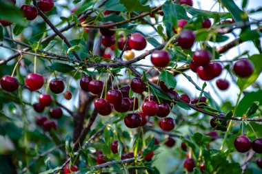 kırmızı sulu kirazlar dalda