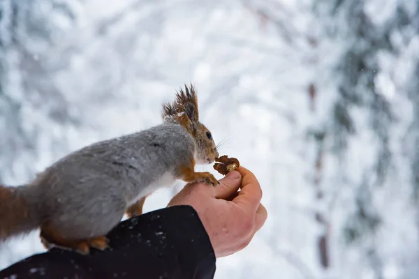 Squirrel Takes Pine Cone His Hands — Stock Photo, Image