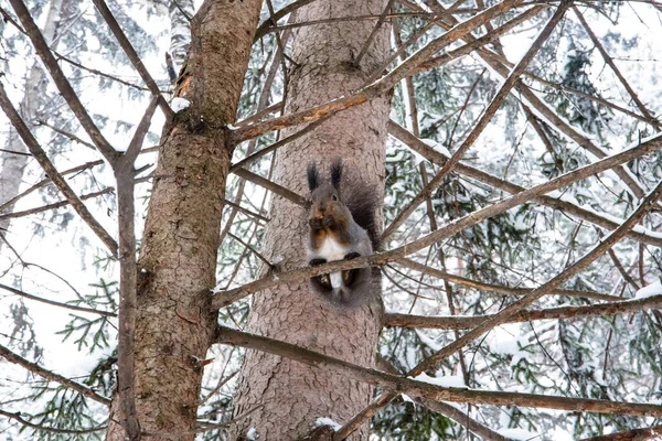 Squirrel Branch Nibbles Pine Cone — Stock Photo, Image