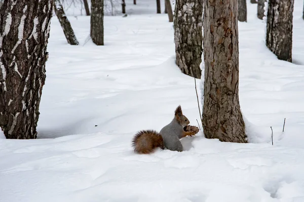 Écureuil Hiver Sur Neige Tient Cône Cèdre — Photo