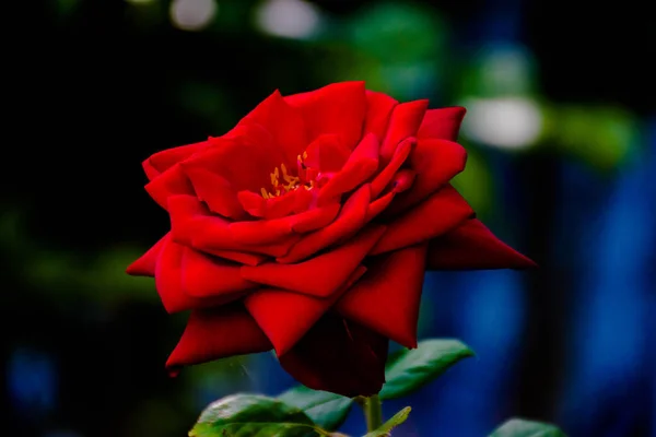 Rose Rouge Sur Fond Bleu — Photo