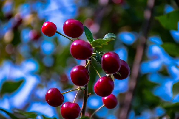 Rote Saftige Kirschen Auf Einem Zweig — Stockfoto