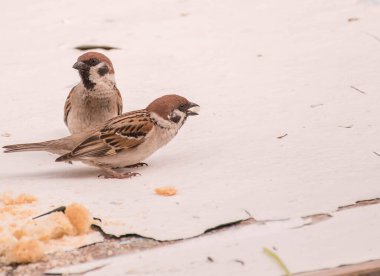 Ağaçta saksağanlar olan bir yuva