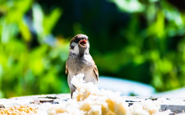 Sparrow Fundo Bokeh Verde — Fotografia de Stock