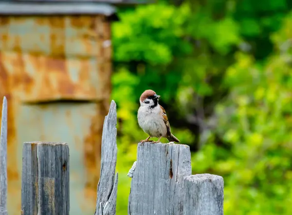 Sparrow Green Bokeh Background — Stock Photo, Image