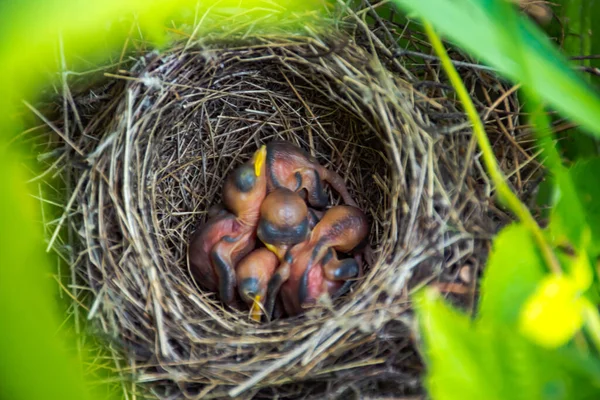 Small Chicks Nest Raspberries — Stock Photo, Image