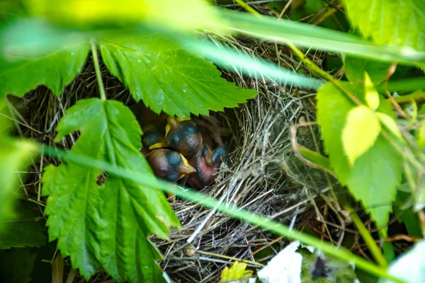 Small Chicks Nest Raspberries — Stock Photo, Image