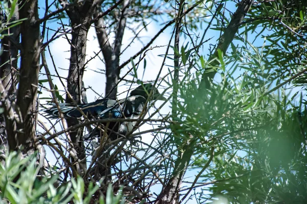 Nest Mit Elstern Auf Einem Baum — Stockfoto