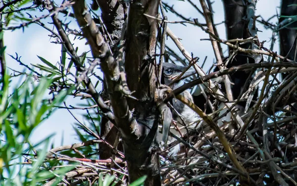 Nest Mit Elstern Auf Einem Baum — Stockfoto