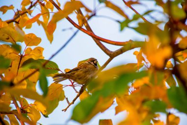 Güneşli bir günde, bir ağacın dallarında serçe.