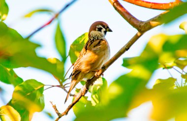 Güneşli bir günde, bir ağacın dallarında serçe.