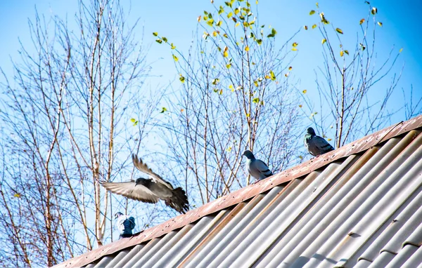 Pigeons Roof Row — Stock Photo, Image