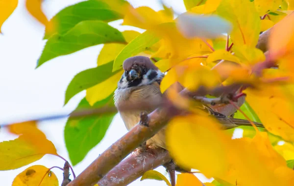 Sparrow Sunny Day Branches Tree — Stock Photo, Image