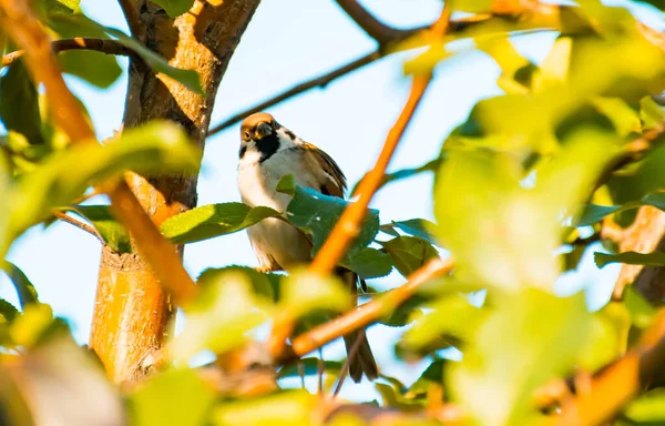 Sparrow Sunny Day Branches Tree — Stock Photo, Image