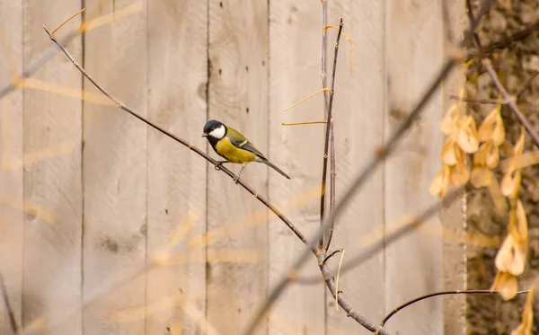 Tit Background Old Boards — Stock Photo, Image