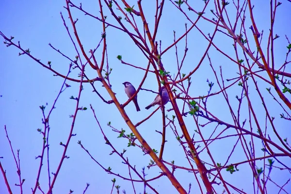 Голубь Дереве Красными Ягодами — стоковое фото