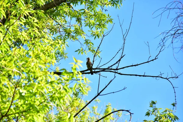 Bird Branch Food Its Beak — Stock Photo, Image