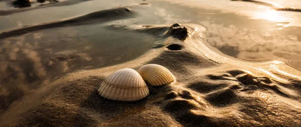 Pięknych muszli na piasku podczas odpływu letterbox — Zdjęcie stockowe