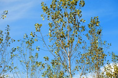 Ağaç dalları ve mavi gökyüzü karşı sonbahar yaprakları