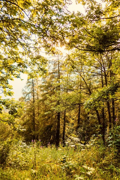 Beautiful treescape in Autumn — Stock Photo, Image