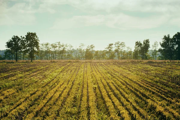 Gorgeous field landscape near park of Ticino in Italy — Stock Photo, Image