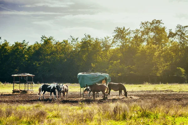 Chevaux reposant dans un champ près du parc du Tessin en Italie — Photo