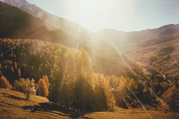 Autumn rays of sunshine on mountain forest — Stock Photo, Image