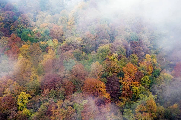 Árvores de outono coloridas e nevoeiro — Fotografia de Stock