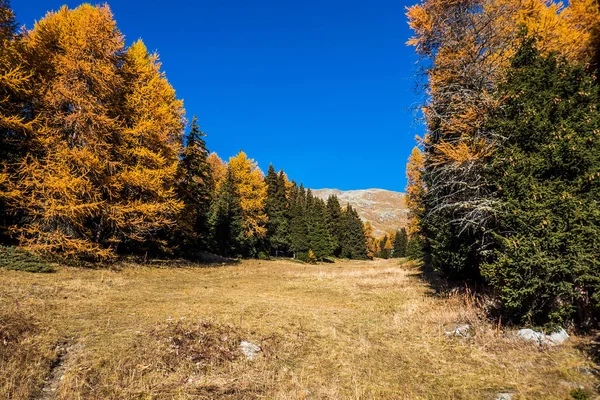 Herfst geel en groene bergbos — Stockfoto