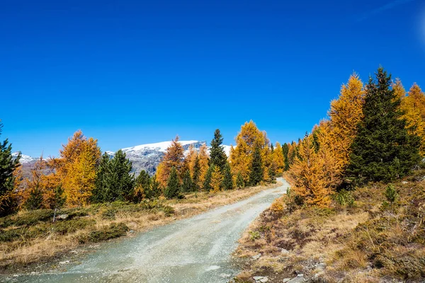 Path in the mountain between forest trees — Stock Photo, Image