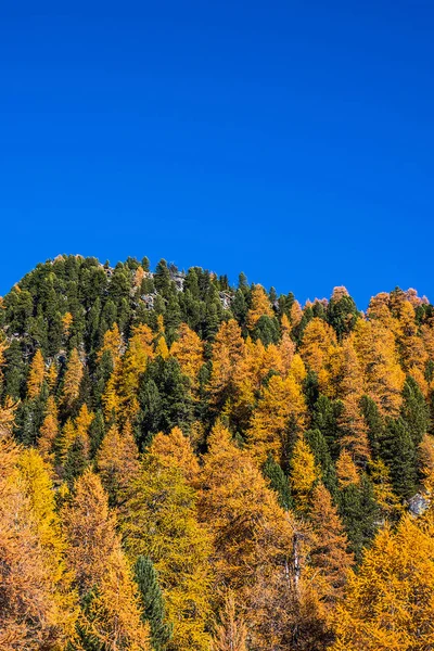 Madeiras de montanha amarelas e verdes e céu azul — Fotografia de Stock